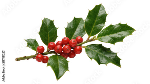 Foto Glossy red holly berries on a prickly green leaf branch, isolated on transparent