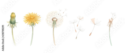 Dandelion flower life cycle growth illustration stages from bud to seed blowing in wind, yellow bloom, seed head puff, flying seed parachutes, watercolor botanical set isolated on black background.
