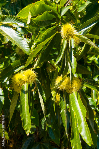 Obraz na płótnie Close-up view of a sweet chestnut tree with numerous spiny green burs surrounded
