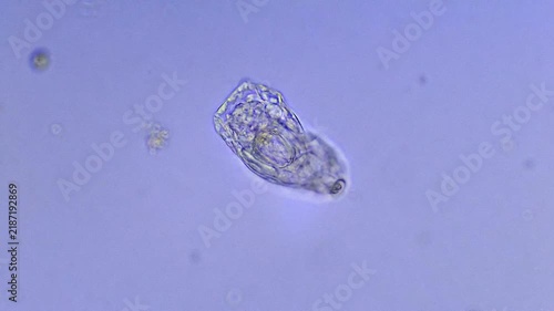 Micro organism - Rotifer