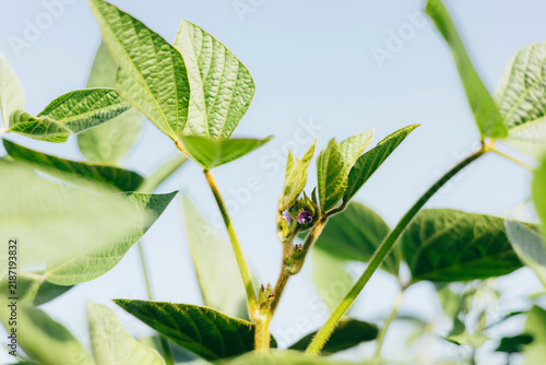 Young soybean plant with fresh green leaves and developing buds growing in bright summer sunlight. Close-up view of healthy agricultural crop in a field.