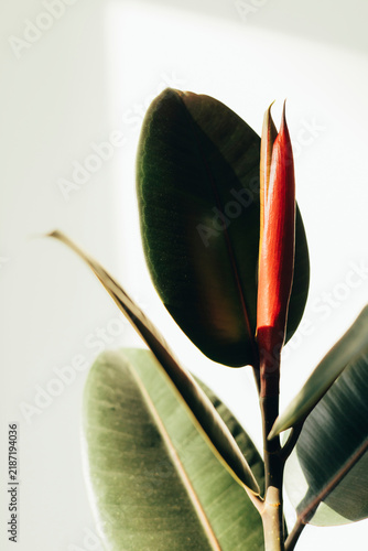 Close-up of a new red leaf growing on a rubber plant, Ficus elastica, against a bright minimal background. Tropical indoor houseplant with fresh young growth.