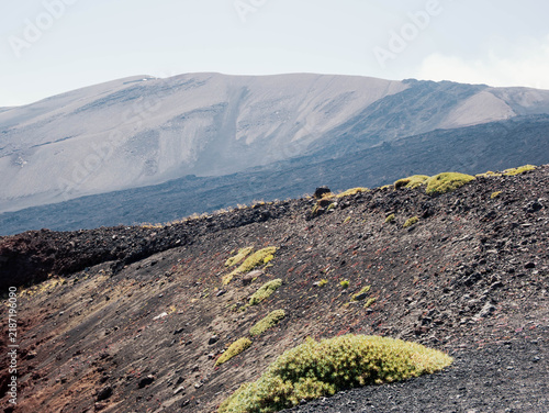 Fotografie Volcanic slope of Mount Etna with pioneer plants growing on black ash and gravel, Sicily Italy