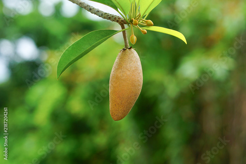 Long or elongated makok sapodilla fruit hanging from branch 