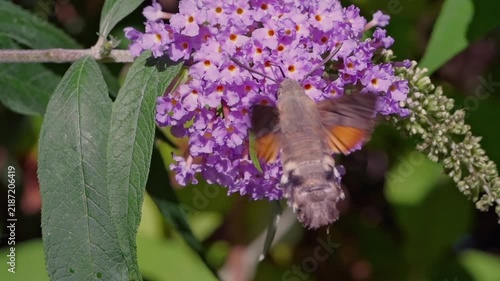 hummingbird hawk-moth (Macroglossum stellatarum) feeding in slow motion on a Buddleya flower in Cornwall, UK. These moths hover and feed similarly to hummingbirds, an example of convergent evolution
