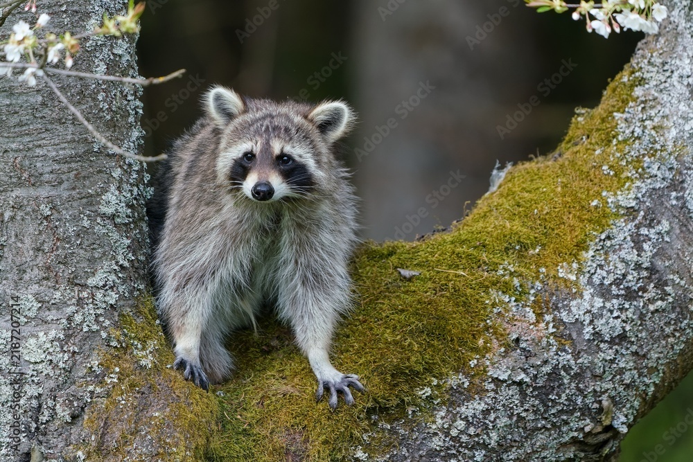 Fototapeta premium A norther caccoon sits on a tree. A beautiful raccoon in the nature habitat. Wildlife scene with a common raccoon . Procyon lotor