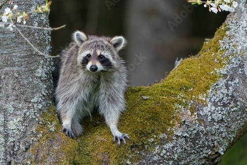 A norther caccoon sits on a tree. A beautiful raccoon in the nature habitat. Wildlife scene with a common raccoon . Procyon lotor
