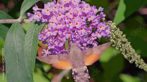 hummingbird hawk-moth (Macroglossum stellatarum) feeding in slow motion on a Buddleya flower in Cornwall, UK. These moths hover and feed similarly to hummingbirds, an example of convergent evolution