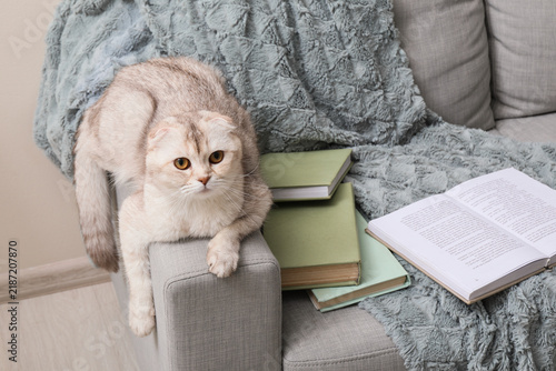 Cozy home lifestyle and relaxation, Scottish Fold cat resting on a sofa with ...