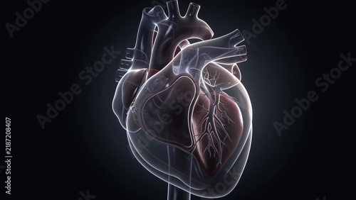 Obraz w ramie Coronary arteries lighting up on rotating human heart model, blockage forming then dissolving, medical education animation, white and red on dark background, smooth camera orbit