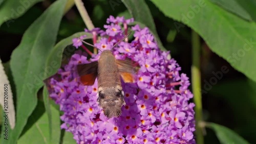 hummingbird hawk-moth (Macroglossum stellatarum) feeding in slow motion on a Buddleya flower in Cornwall, UK. These moths hover and feed similarly to hummingbirds, an example of convergent evolution