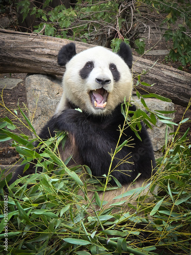 Fototapeta Funny giant panda sitting among fresh green bamboo branches with wide open mouth laughing