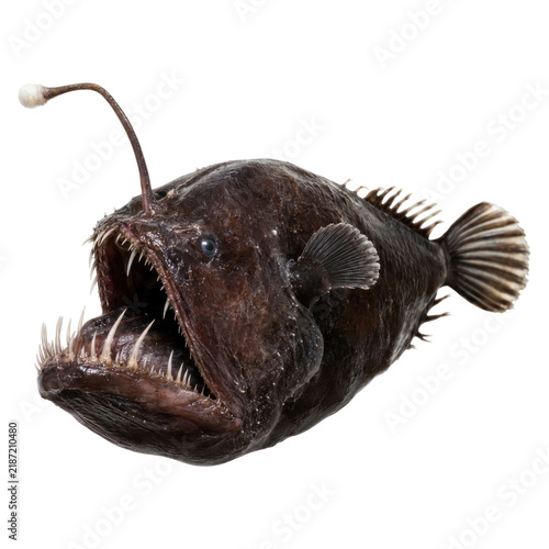 Realistic Isolated Angler Fish on Transparent Background