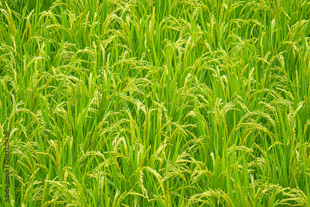Fototapeta premium Ripening rice panicles filling a green paddy field in Japan