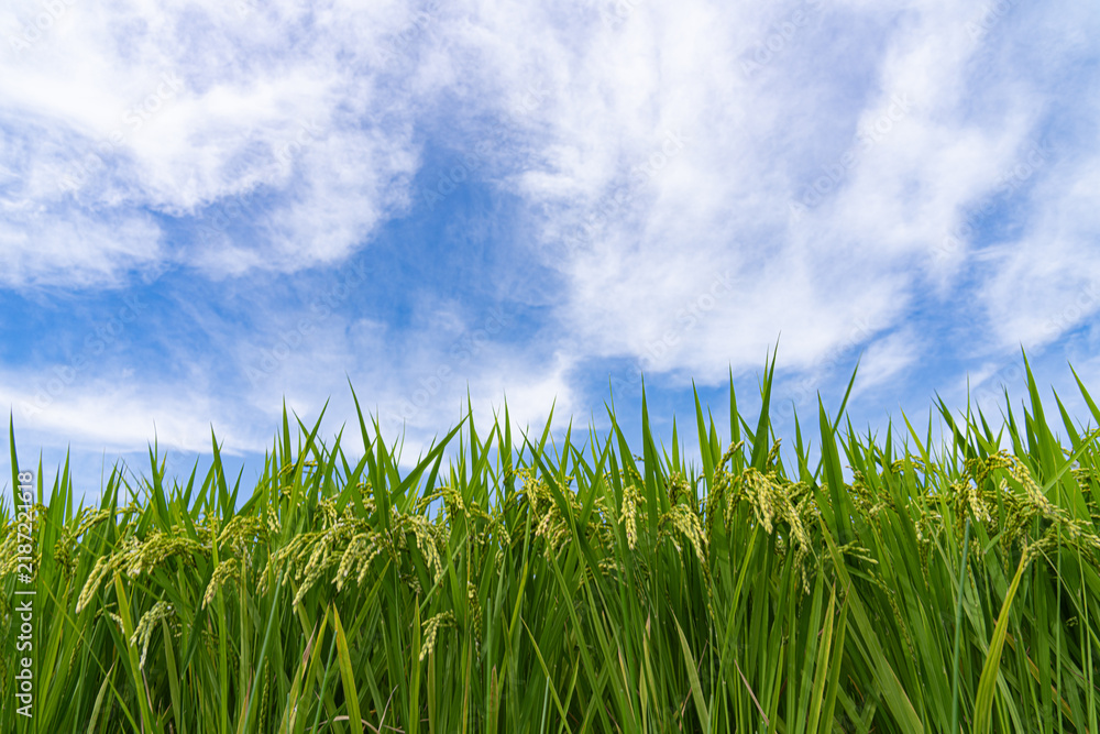 Obraz premium Ripening rice field beneath a blue sky with sweeping white clouds