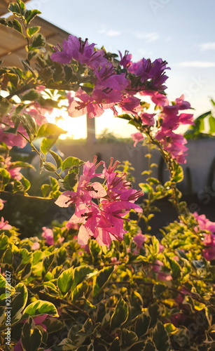 Beautiful pink bougainvillea flowers plant in the garden yard with warm morning sun light. Spring or summer backgrounds.