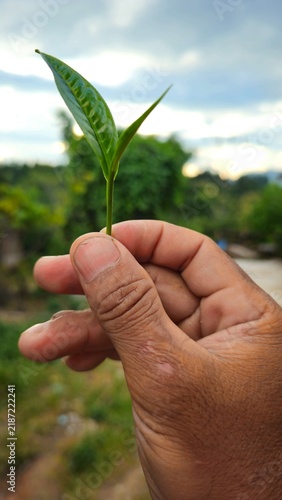 Hand holding fresh green tea leaves sprout over blur plantation background