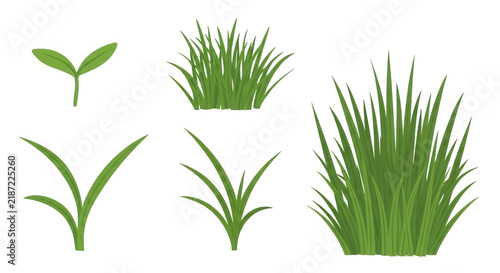 Green grass illustration with different growth stages