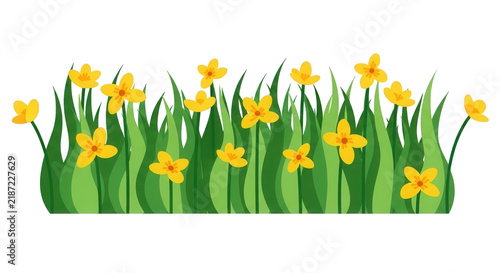 Bright yellow flowers growing in green grass