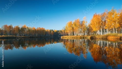 Autumn Reflection Of Birches On Calm Lake Under Clear Blue Sky