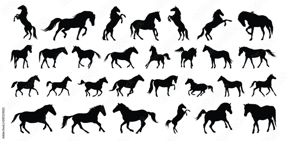 Fototapeta premium horse silhouette set. horse different poses isolated farm animal silhouette icon vector collection