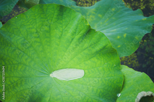 Fotografía Clear Water Droplet on Green Lotus Leaf with Radiating Natural Veins