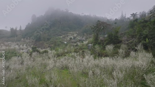 Misty spring landscape covered with blooming white plum trees in Ta Van Chu, Lao Cai, Vietnam, surrounded by green hills, rural fields, and mountain villages.