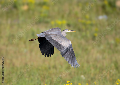 Fotografie Grey Heron (Ardea cinerea) in low flight across a green field with spread wings revealing dark flight feathers and a grey back