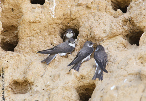 Four Sand Martins (Riparia riparia) gathered around nesting burrows on a sandy cliff face.