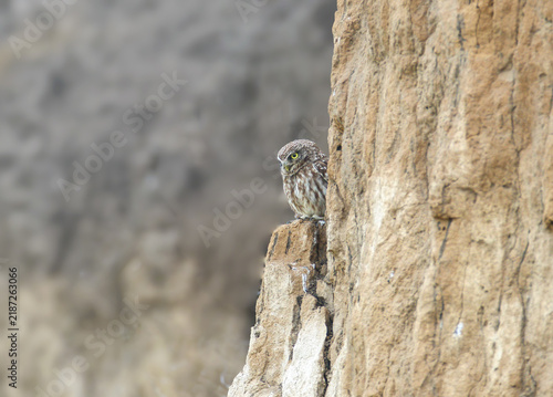 Fotografie Little Owl (Athene noctua) peeking from behind a vertical sandy rock ledge on a steep earthen cliff