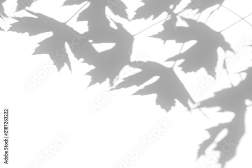 Real maple leaf shadow cut out on a transparent png background with soft serrated edges and a visible stem. Anchors a soft autumn album cover overlay and decorative design as a png overlay.