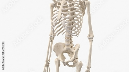 Human skeletal system model isolated on a white background with human skeleton human anatomy body structure medical education