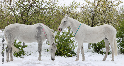 A pair of Andalusian beautiful horses in a spring blooming garden, trees and grass under snow