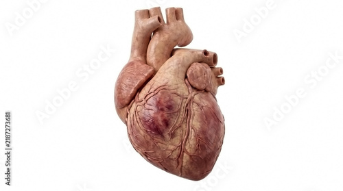 Anatomical model of a human heart isolated on a white background with medical model cardiovascular system human anatomy