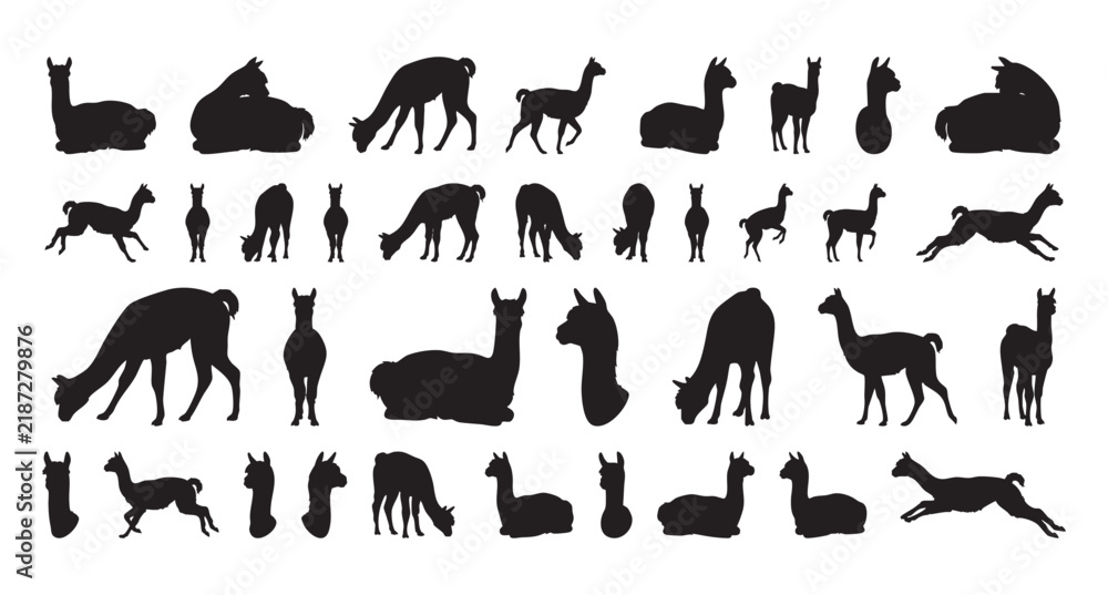 Fototapeta premium Depictions of alpacas in natural herd settings for learning purposes. Different sizes of alpaca and cria silhouettes portraying social and nurturing behaviors for educational materials