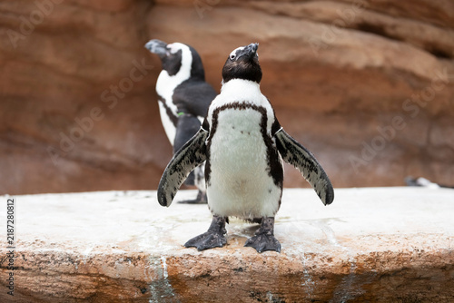 Canvastavla The African penguin (Spheniscus demersus), also known as the Cape penguin, is standing on a rock