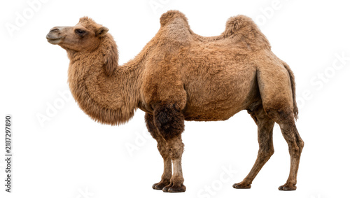 фотографія Fluffy brown dromedary camel standing, isolated on transparent background