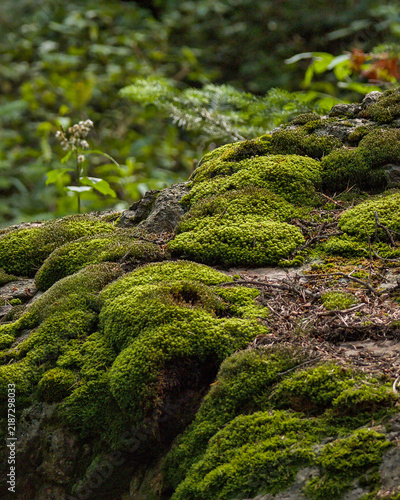 Fotografie Bright and Dense Moss Growing in Montana Forest Underbrush