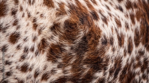 Brown and White Spotted Cowhide Fur Texture Background