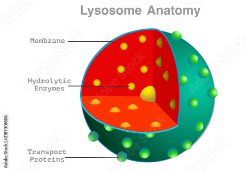 Lysosome structure, anatomy. Bound organelle slice, section, with explanations. Hydrolytic enzymes, membrane, transport proteins. Animal human cell, green, red parts, diagram. Illustration vector