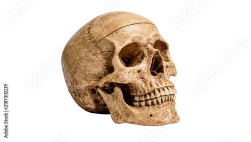 Obraz na płótnie Weathered human skull with visible sutures, isolated on transparent background