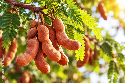 Ripe tamarind pods hanging from a tree branch in a sunny orchard
