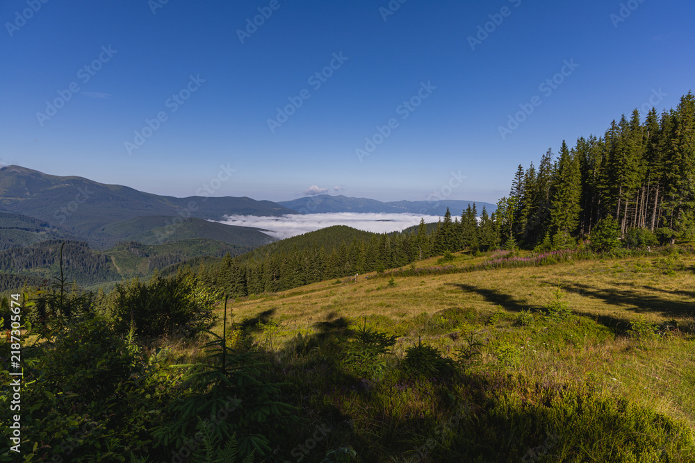Fototapeta premium Mountains and forest view in the Carpathians of Ukraine on a summer day