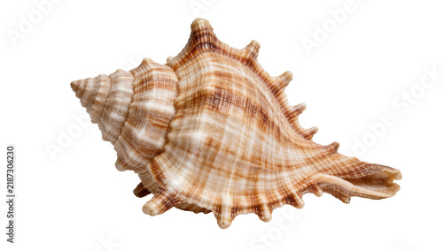 Fotografía Spiky brown and white conch seashell, isolated on transparent background