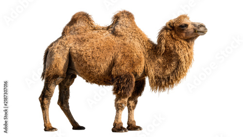 Cuadro en lienzo Brown dromedary camel with shaggy fur, standing alert isolated on transparent ba