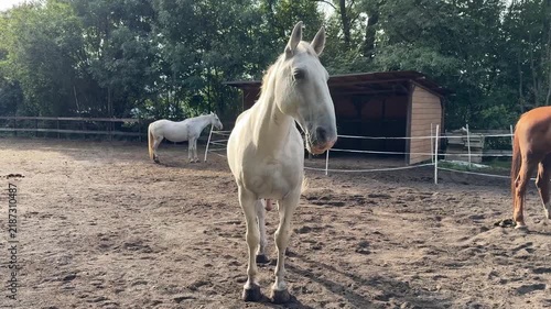 Horses of Different Colors in Pasture – Equestrian, Farming and Horse Breeding Concept