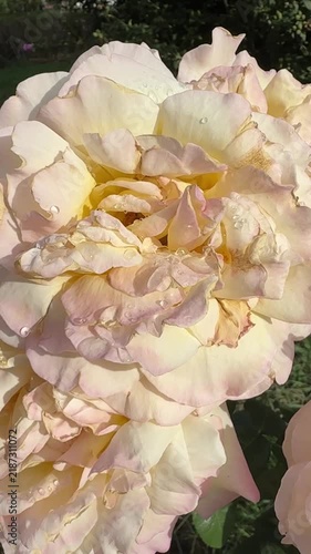 Aquarelle Hybrid Tea Rose Blooming in Summer Garden