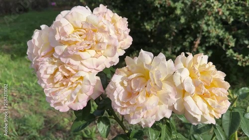 Aquarelle Hybrid Tea Rose Blooming in Summer Garden