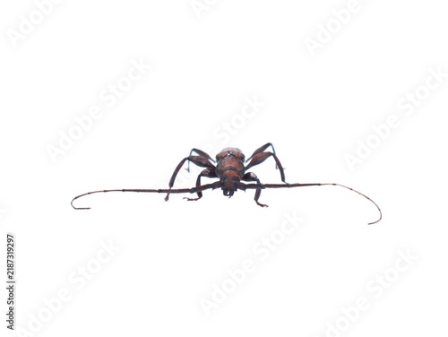 Fotografie Longhorn beetle (Cerambycidae) isolated on pure white background
