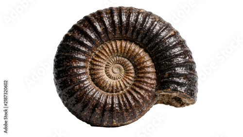 Foto Dark brown ammonite fossil spiral shell, isolated on transparent background